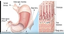 Mide ilacı asit midir baz mı?