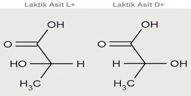 Laktik Asit